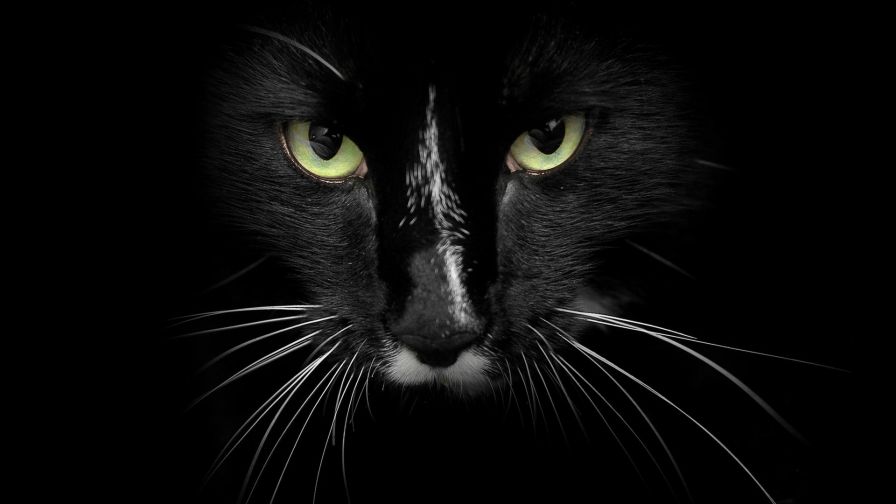 AmazingAnimals (6)
