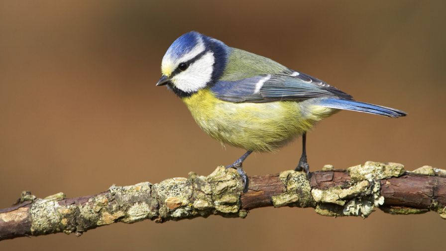 Blue Tit, Dorset, England