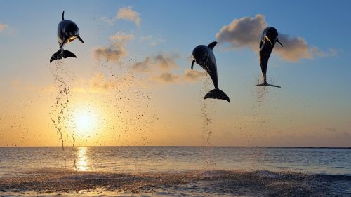 Dolphins In Bay Islands 1600x900